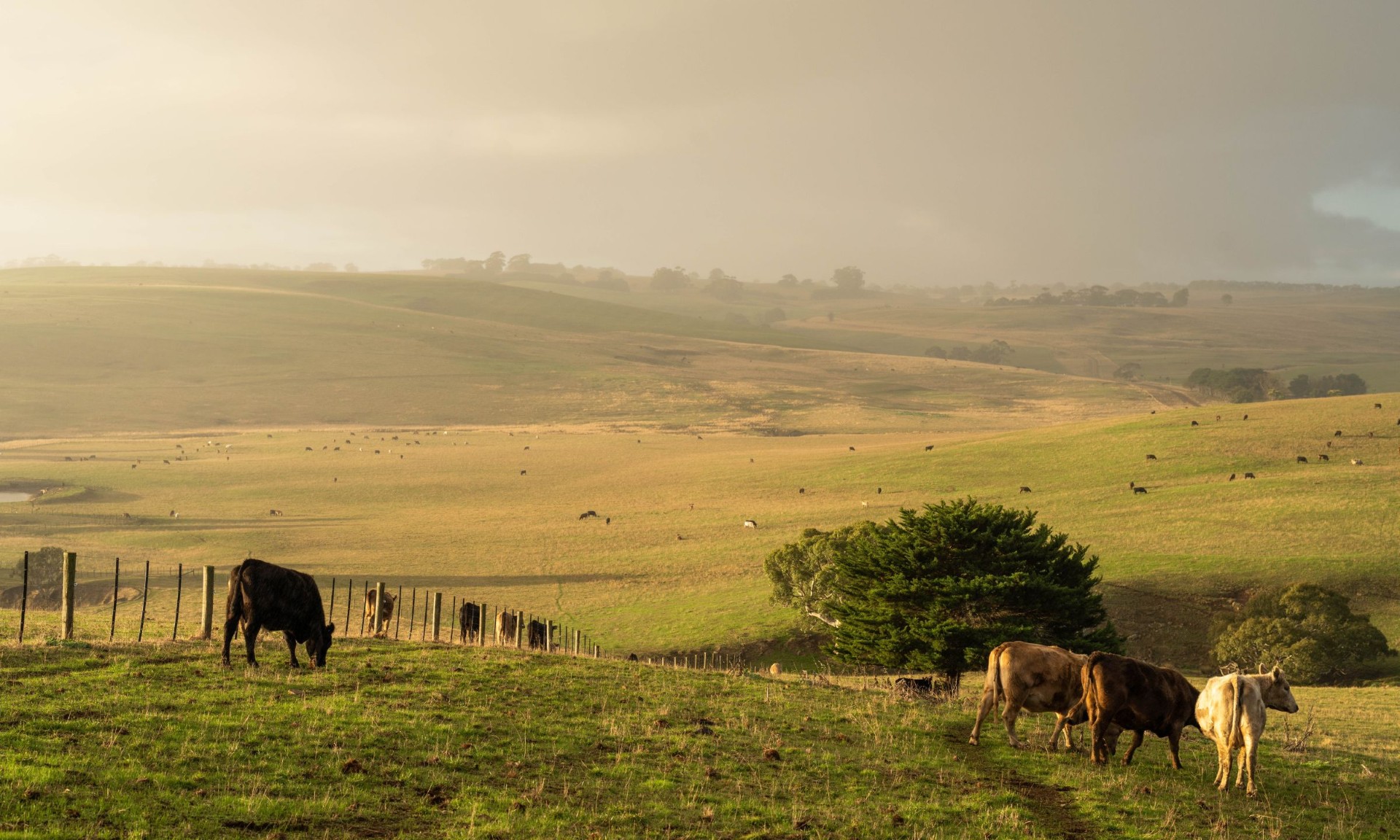 Cattle grazing across rolling green farmland at sunset, illustrating livestock agriculture and rural production landscape